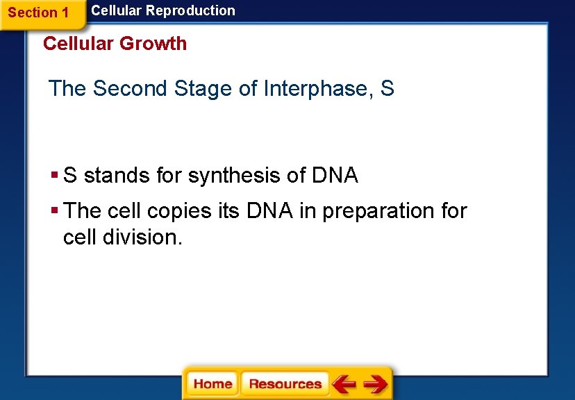 Section 1 Cellular Reproduction Cellular Growth The Second Stage of Interphase, S § S