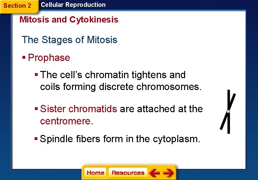 Section 2 Cellular Reproduction Mitosis and Cytokinesis The Stages of Mitosis § Prophase §