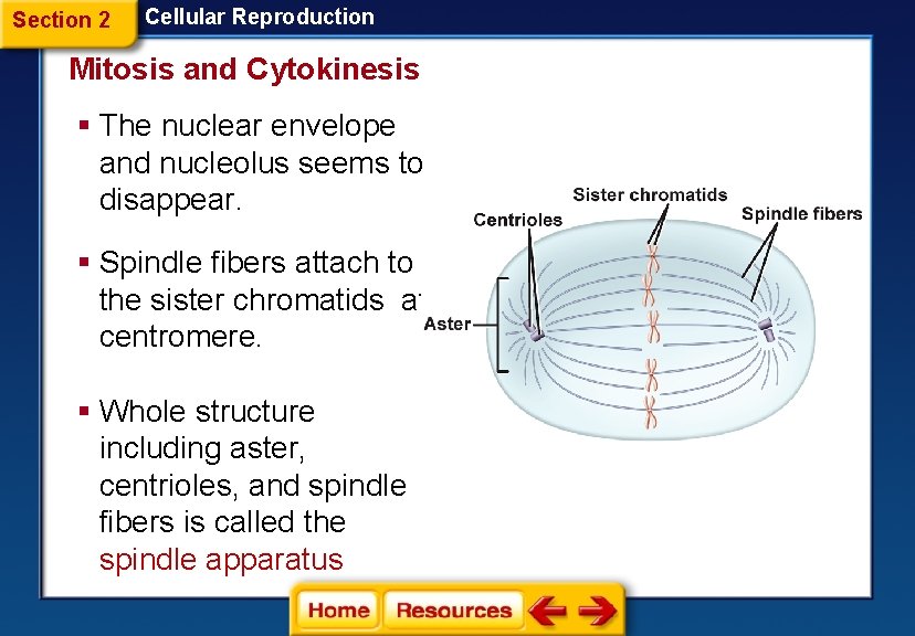 Section 2 Cellular Reproduction Mitosis and Cytokinesis § The nuclear envelope and nucleolus seems