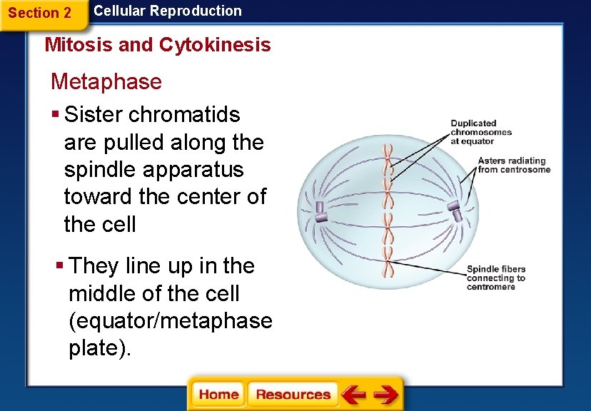 Section 2 Cellular Reproduction Mitosis and Cytokinesis Metaphase § Sister chromatids are pulled along