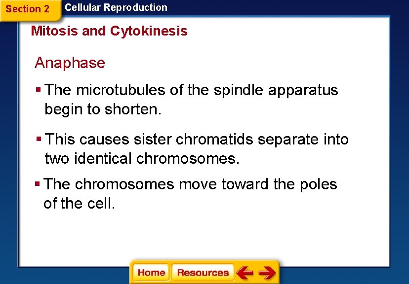 Section 2 Cellular Reproduction Mitosis and Cytokinesis Anaphase § The microtubules of the spindle