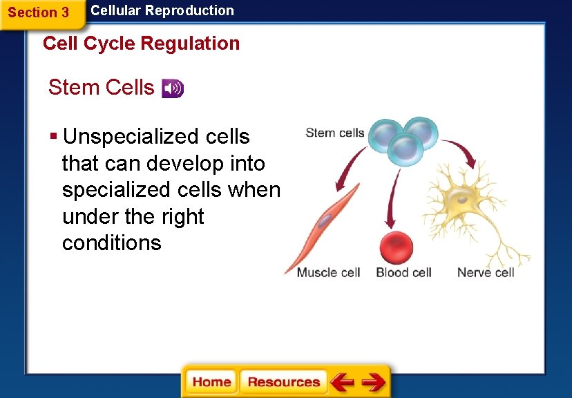 Section 3 Cellular Reproduction Cell Cycle Regulation Stem Cells § Unspecialized cells that can