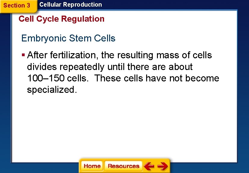 Section 3 Cellular Reproduction Cell Cycle Regulation Embryonic Stem Cells § After fertilization, the