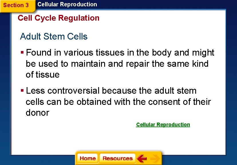 Section 3 Cellular Reproduction Cell Cycle Regulation Adult Stem Cells § Found in various