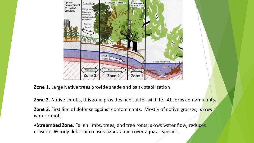 Zone 1. Large Native trees provide shade and bank stabilization Zone 2. Native shrubs,