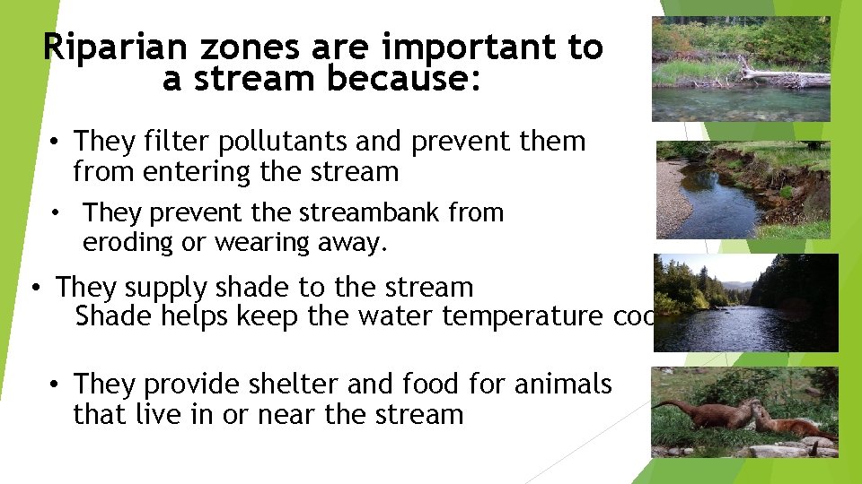 Riparian zones are important to a stream because: • They filter pollutants and prevent