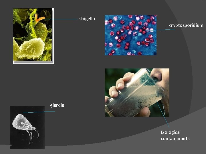 shigella cryptosporidium giardia Biological contaminants 
