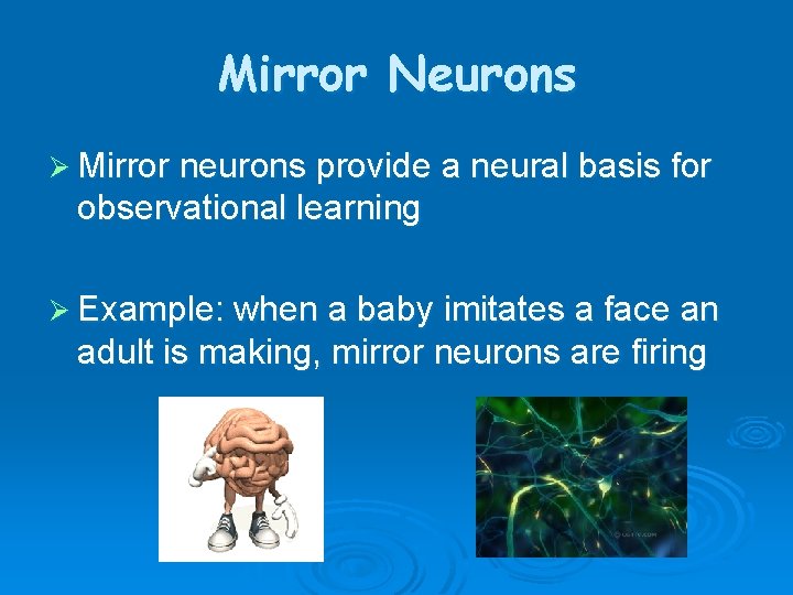 Mirror Neurons Ø Mirror neurons provide a neural basis for observational learning Ø Example: