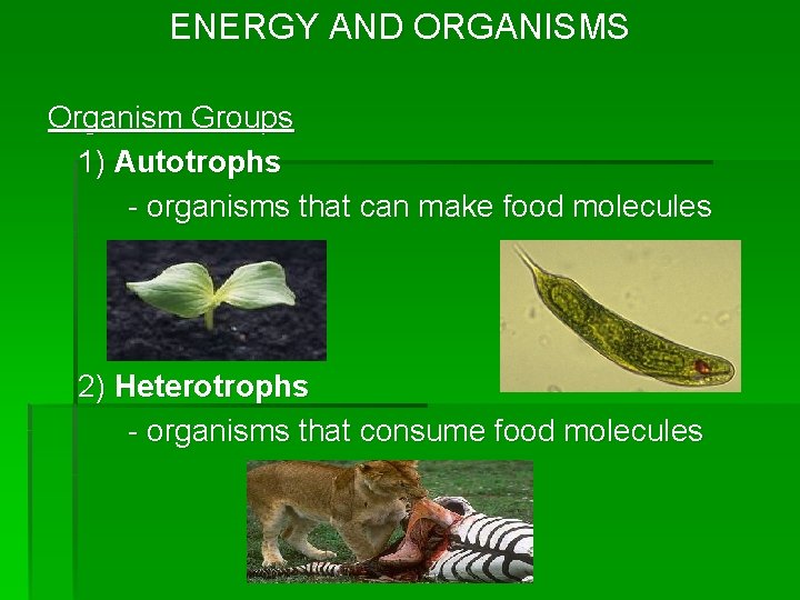 ENERGY AND ORGANISMS Organism Groups 1) Autotrophs - organisms that can make food molecules