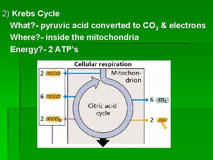 2) Krebs Cycle What? - pyruvic acid converted to CO 2 & electrons Where?