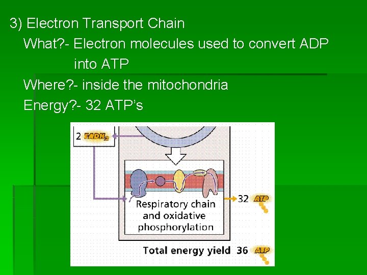 3) Electron Transport Chain What? - Electron molecules used to convert ADP into ATP