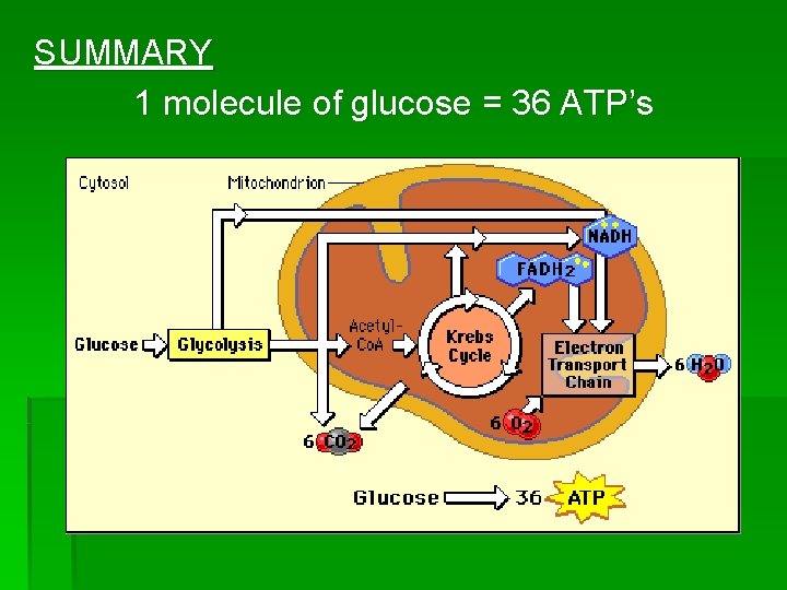 SUMMARY 1 molecule of glucose = 36 ATP’s 