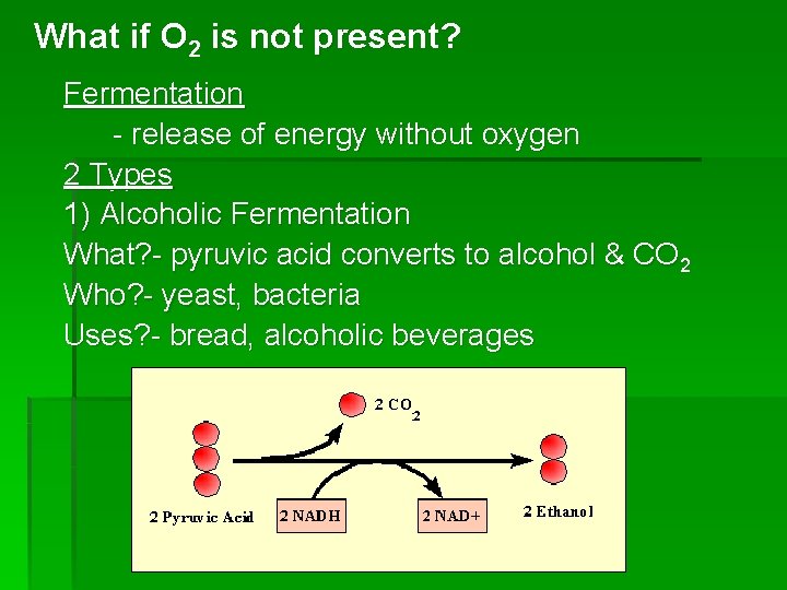 What if O 2 is not present? Fermentation - release of energy without oxygen