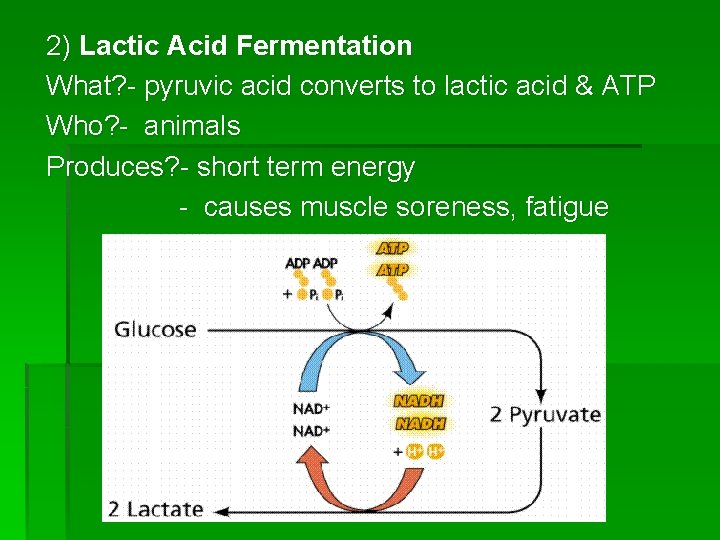 2) Lactic Acid Fermentation What? - pyruvic acid converts to lactic acid & ATP