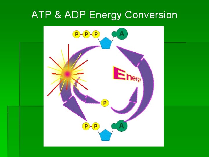 ATP & ADP Energy Conversion 