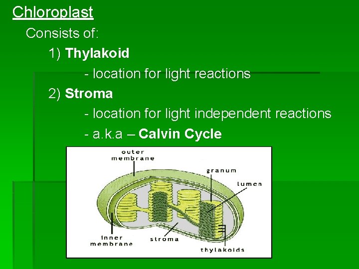 Chloroplast Consists of: 1) Thylakoid - location for light reactions 2) Stroma - location