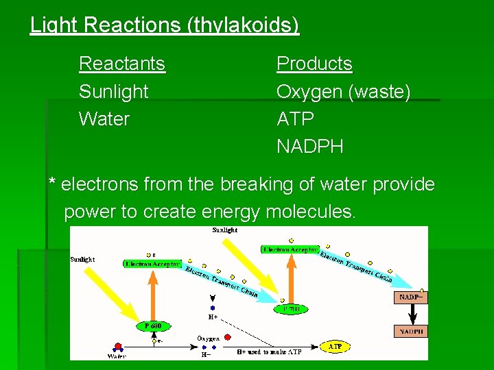 Light Reactions (thylakoids) Reactants Sunlight Water Products Oxygen (waste) ATP NADPH * electrons from