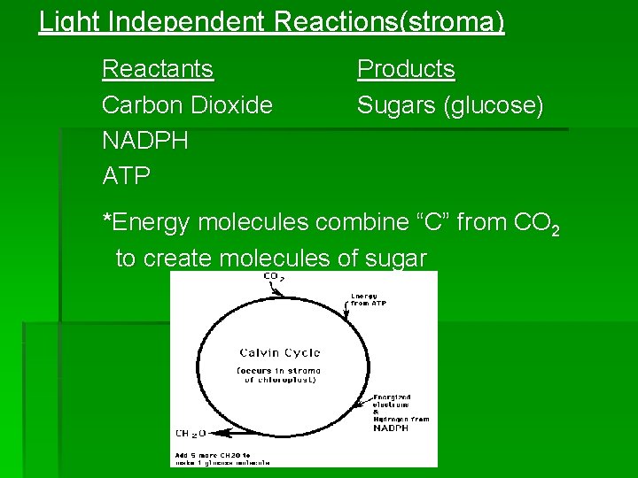 Light Independent Reactions(stroma) Reactants Carbon Dioxide NADPH ATP Products Sugars (glucose) *Energy molecules combine