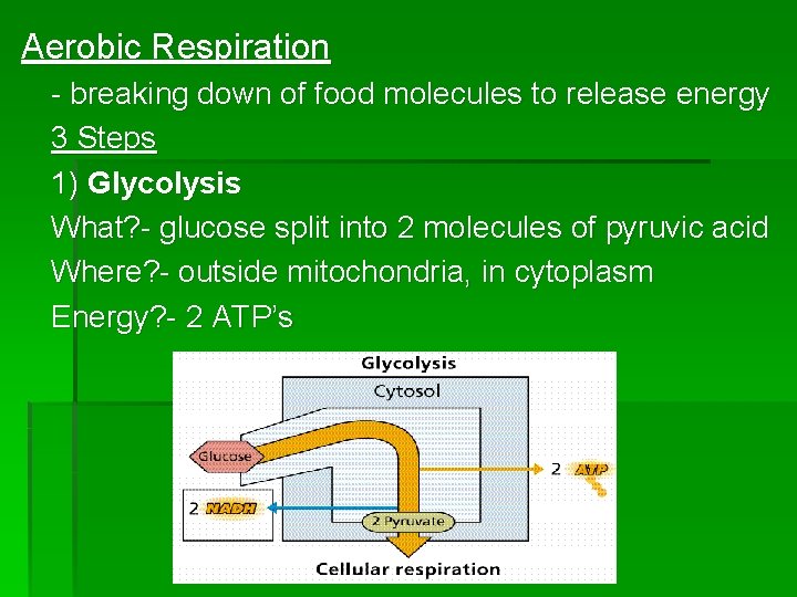 Aerobic Respiration - breaking down of food molecules to release energy 3 Steps 1)