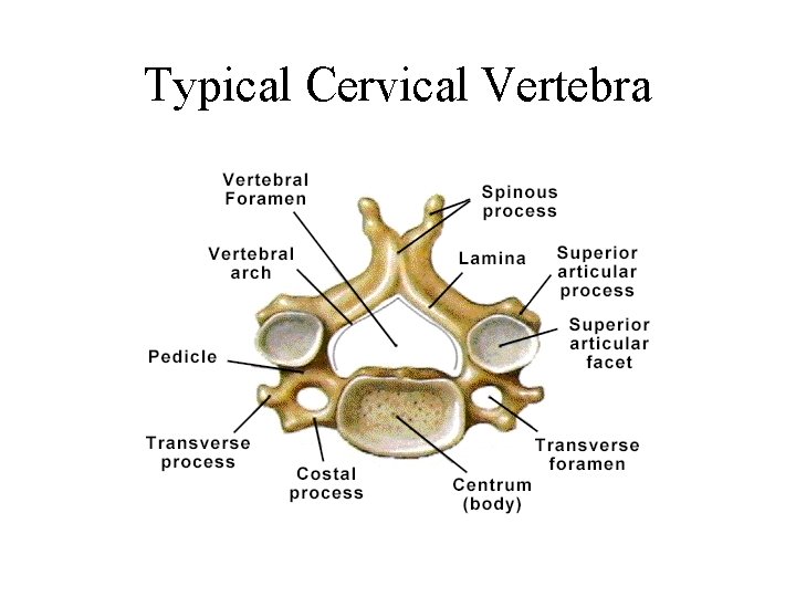 Typical Cervical Vertebra 