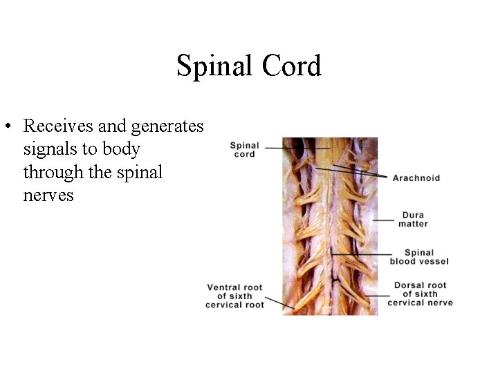 Spinal Cord • Receives and generates signals to body through the spinal nerves 