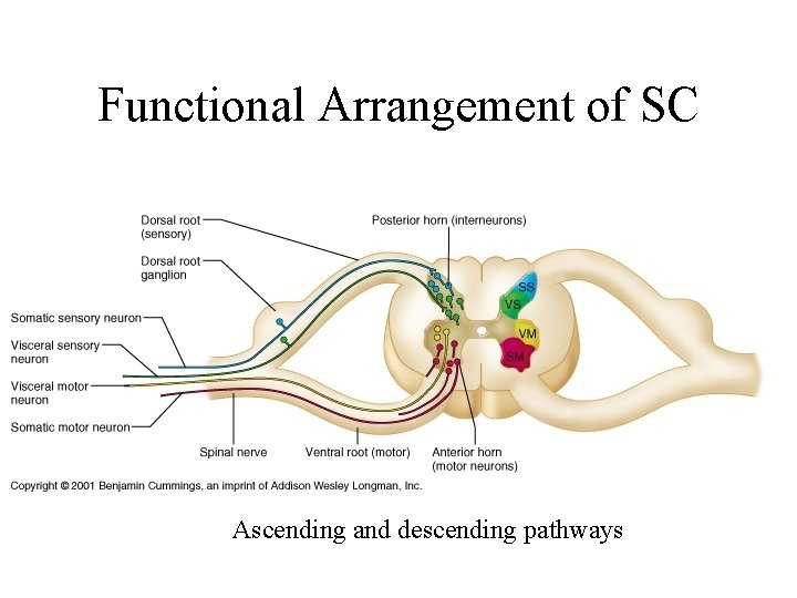 Functional Arrangement of SC Ascending and descending pathways 