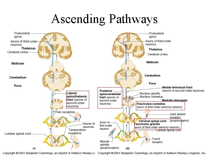 Ascending Pathways 