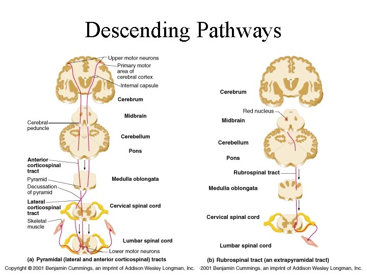 Descending Pathways 