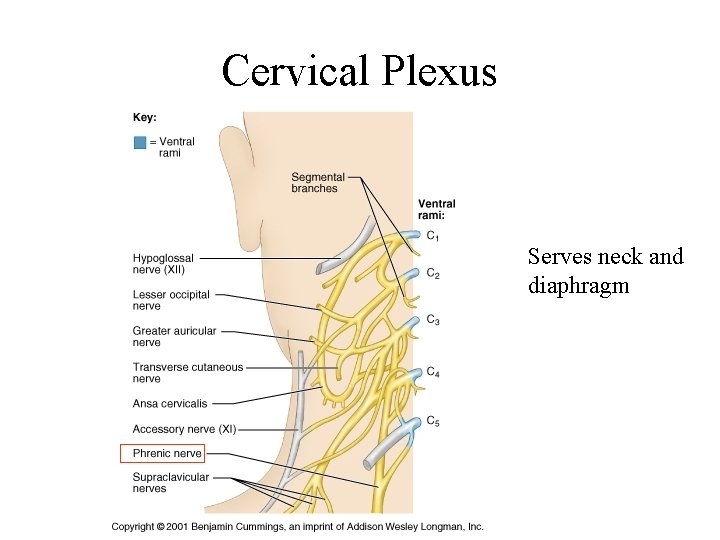 Cervical Plexus Serves neck and diaphragm 