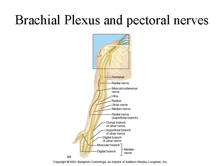 Brachial Plexus and pectoral nerves 