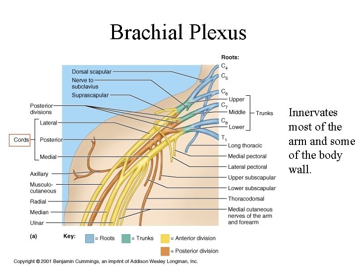 Brachial Plexus Innervates most of the arm and some of the body wall. 