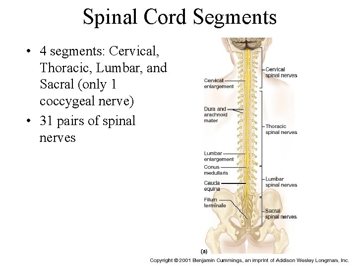 Spinal Cord Segments • 4 segments: Cervical, Thoracic, Lumbar, and Sacral (only 1 coccygeal