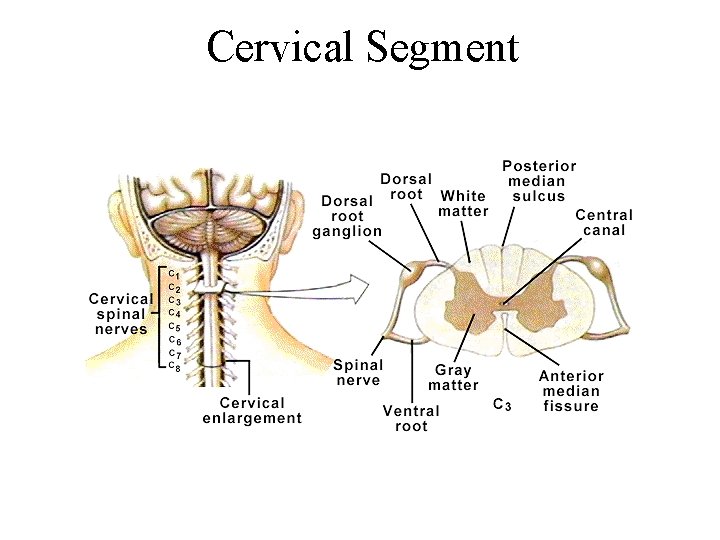 Cervical Segment 