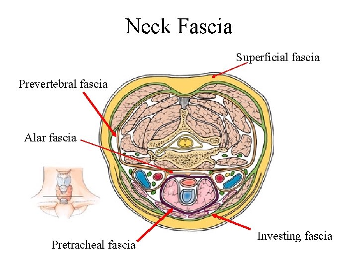 Neck Fascia Superficial fascia Prevertebral fascia Alar fascia Pretracheal fascia Investing fascia 