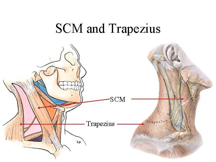 SCM and Trapezius SCM Trapezius 