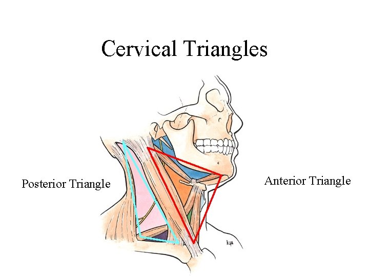 Cervical Triangles Posterior Triangle Anterior Triangle 