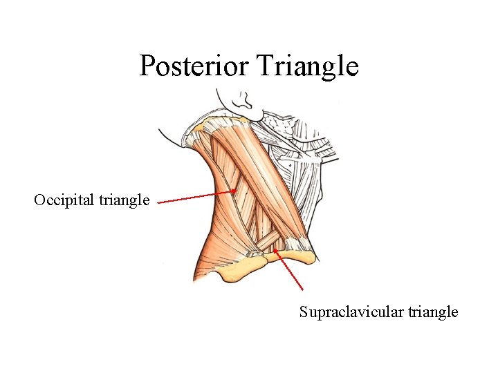Posterior Triangle Occipital triangle Supraclavicular triangle 