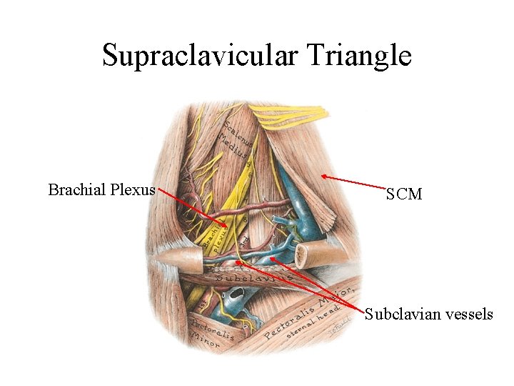 Supraclavicular Triangle Brachial Plexus SCM Subclavian vessels 