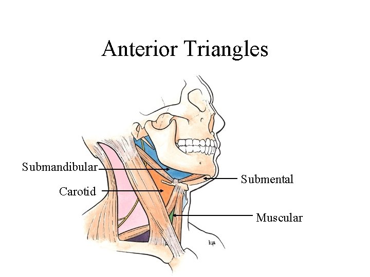 Anterior Triangles Submandibular Carotid Submental Muscular 