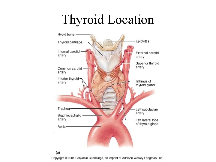 Thyroid Location 