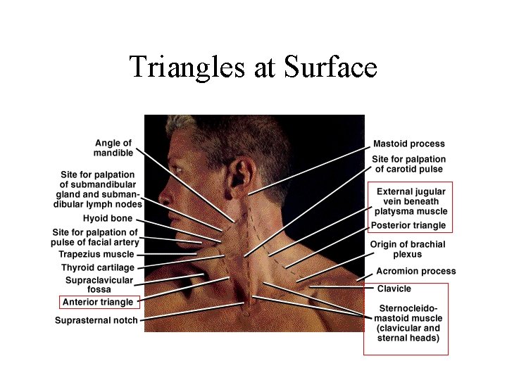 Triangles at Surface 