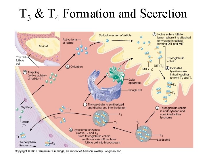 T 3 & T 4 Formation and Secretion 