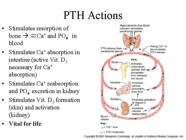 PTH Actions • Stimulates resorption of bone h. Ca+ and PO 4 - in