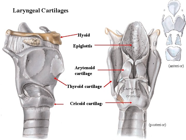 Laryngeal Cartilages Hyoid Epiglottis (anterior) Arytenoid cartilage Thyroid cartilage Cricoid cartilage (posterior) 