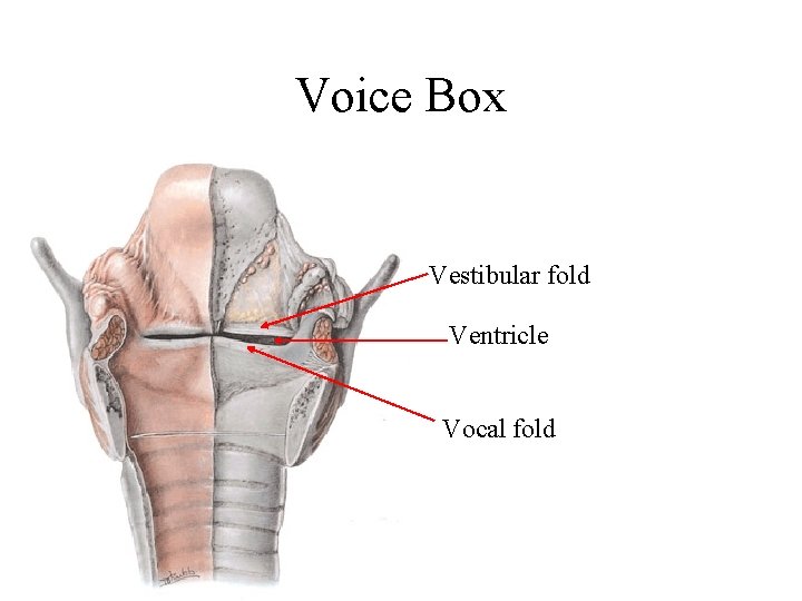 Voice Box Vestibular fold Ventricle Vocal fold 