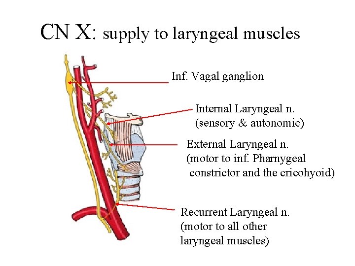 CN X: supply to laryngeal muscles Inf. Vagal ganglion Internal Laryngeal n. (sensory &