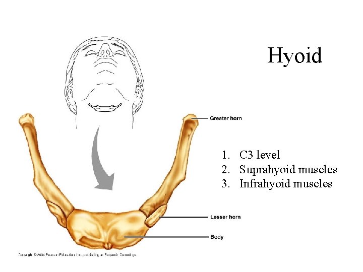 Hyoid 1. C 3 level 2. Suprahyoid muscles 3. Infrahyoid muscles 