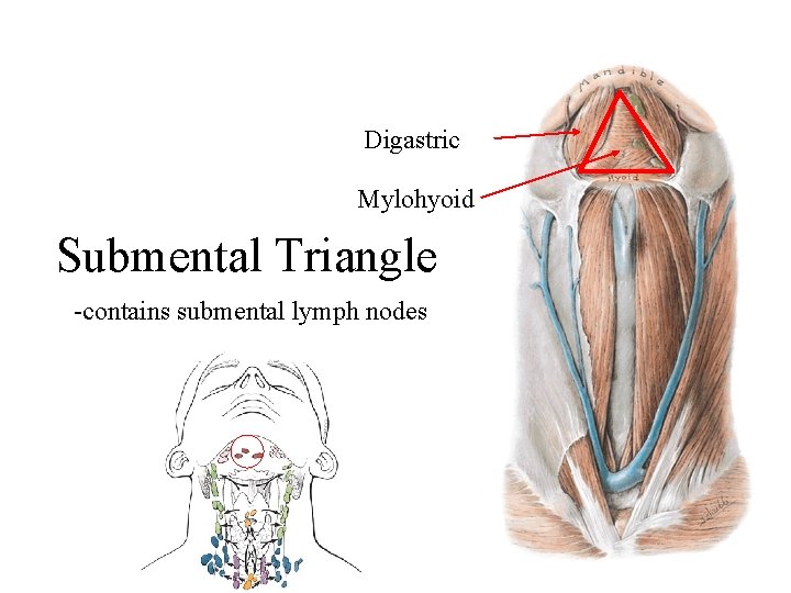 Digastric Mylohyoid Submental Triangle -contains submental lymph nodes 