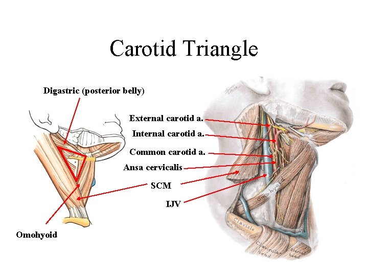 Carotid Triangle Digastric (posterior belly) External carotid a. Internal carotid a. Common carotid a.