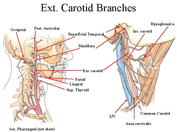 Ext. Carotid Branches Hypoglossal n. Occipital Post. Auricular Int. carotid Superficial Temporal Maxillary Ext.